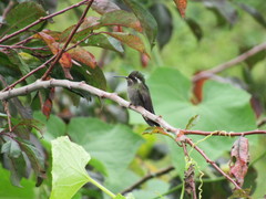 Lampornis amethystinus