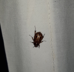 Cyclocephala lunulata