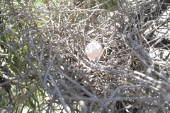 Patagioenas picazuro