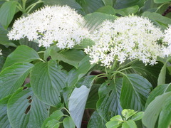 Cornus controversa
