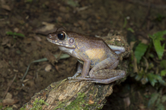 Pulchrana baramica