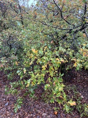 Quercus garryana semota