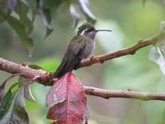 Lampornis amethystinus