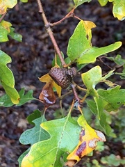 Quercus garryana semota