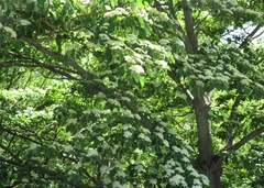 Cornus controversa