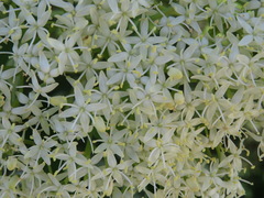 Cornus controversa