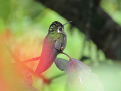 Lampornis amethystinus