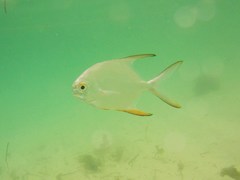 Trachinotus blochii