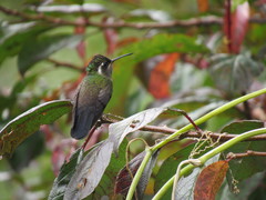 Lampornis amethystinus