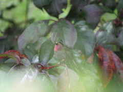 Lampornis amethystinus