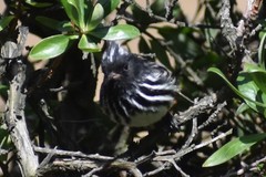 Anairetes reguloides