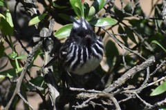 Anairetes reguloides