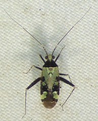 Phytocoris nigricollis