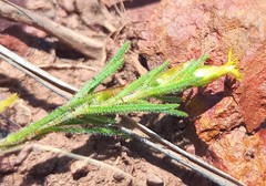 Rhynchopsidium sessiliflorum