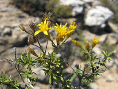 Oedera nordenstamii