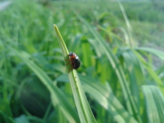 Smaragdina semiaurantiaca