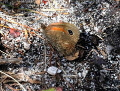 Cassionympha detecta