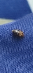 Amblyopus cinctipennis