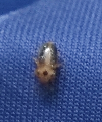 Amblyopus cinctipennis