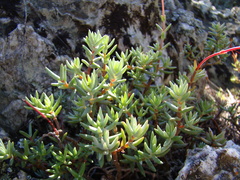 Crassula biplanata