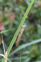 Schistocerca pallens