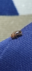 Amblyopus cinctipennis