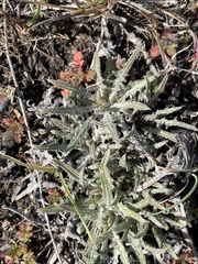 Hypochaeris incana