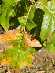 Kokkocynips