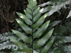 Asplenium lyallii