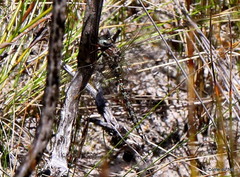 Pinheyschna subpupillata