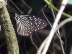 Ideopsis vulgaris macrina