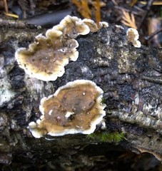 Stereum sanguinolentum