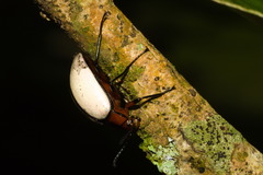 Poecilesthus suturalis