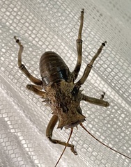 Enyaliopsis