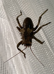 Enyaliopsis