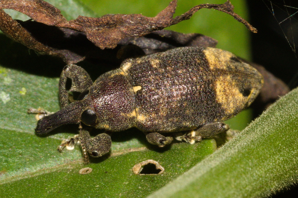 Arniticus hylobioides