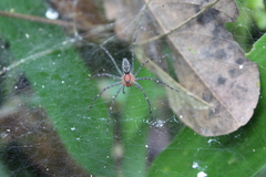 Aglaoctenus castaneus