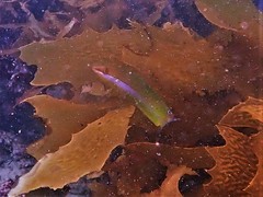 Halichoeres brownfieldi