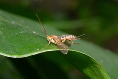 Theronia