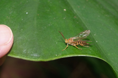 Theronia