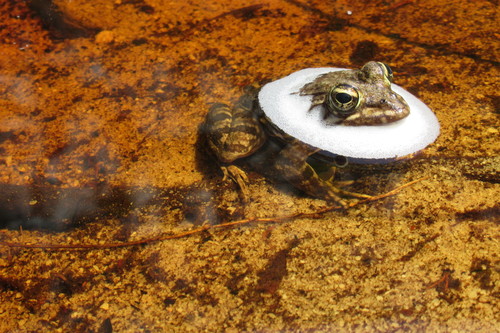 Cape River Frog, Overberg District Municipality, South Africa, photo 6 of 10