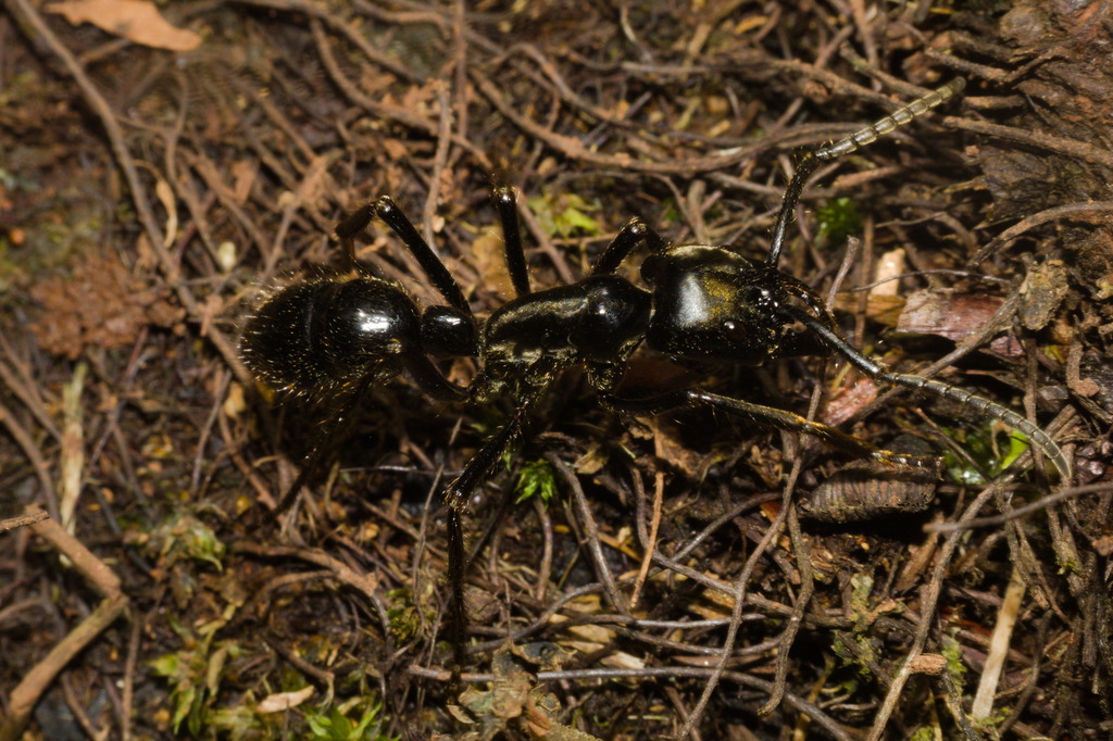 Dinoponera mutica