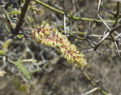 Prosopis elata