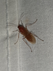Camponotus hannani