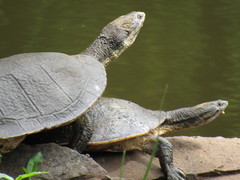 Phrynops geoffroanus