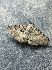 Polydesma umbricola