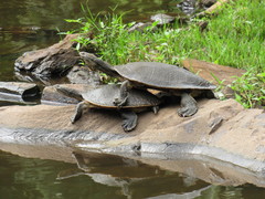Phrynops geoffroanus