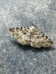 Polydesma umbricola