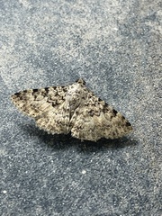 Polydesma umbricola