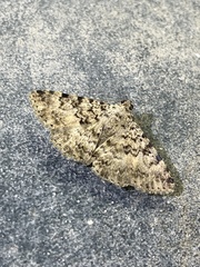 Polydesma umbricola